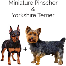 Yorkie Pin Dog